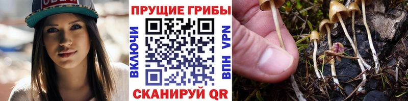 Псилоцибиновые грибы Cubensis  Светлый 